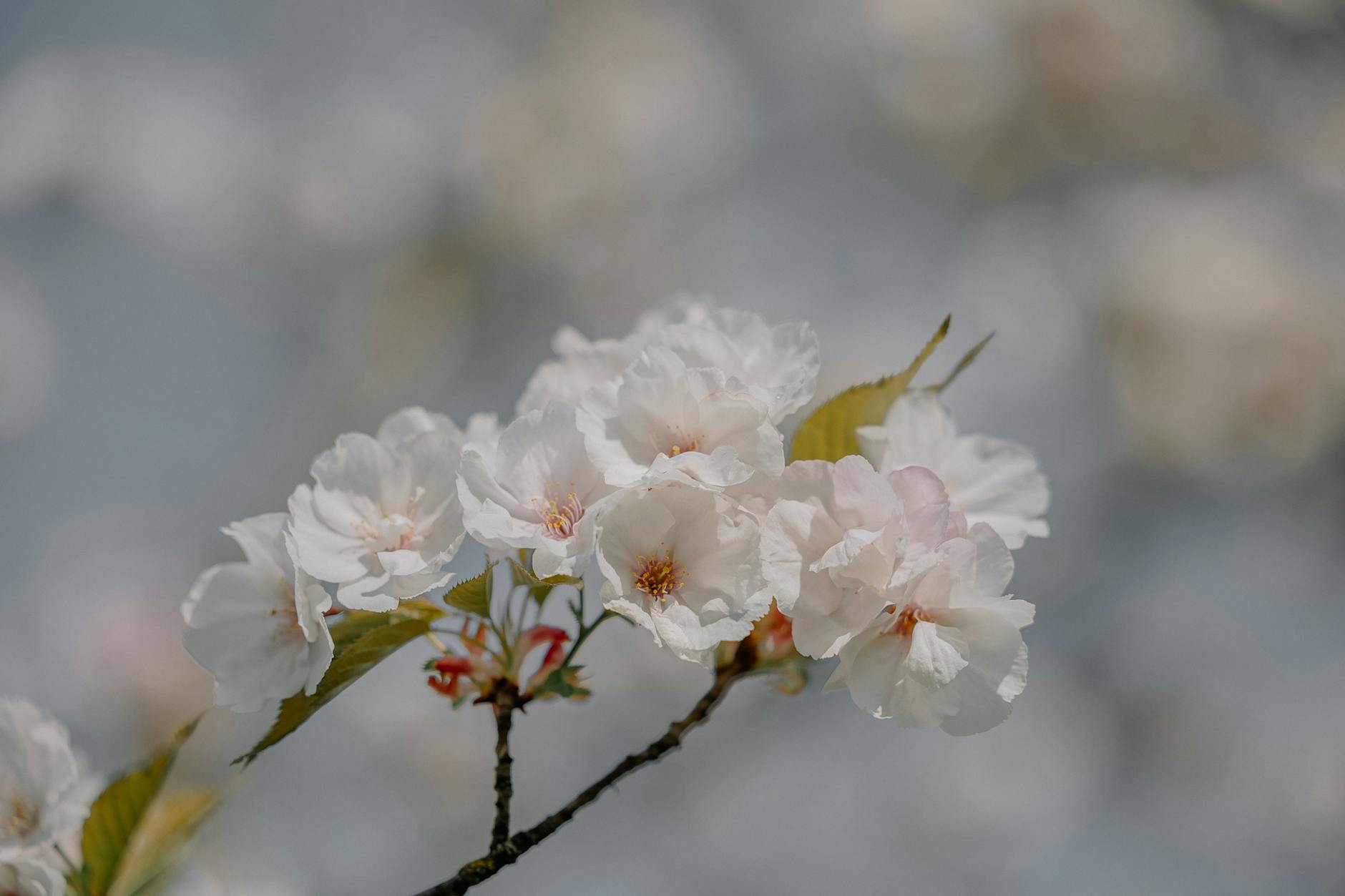 Za 6 dni: Bolesławiec zakwitnie! Gdzie podziwiać wiśnie i czereśnie?